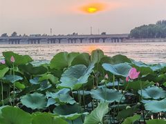 -丁香湖公园