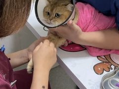 -伟伟宠物医院·瑞派猫友好医院·猫科(光谷店)