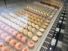 -BLACKSWAN黑天鹅(新希望店)