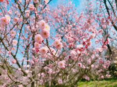 -梅花山(明孝陵内)