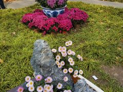 -紫光园(创始店)