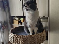 -米苏动物医院·犬猫专科·骨科外科内窥镜