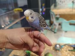 -怪兽屋·羊驼·猫咖·狗咖(俊华广场店)