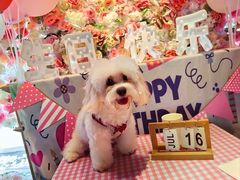 -百好乐宠物友好餐厅(朝外大街店)