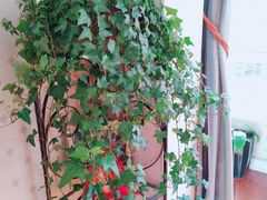 -曲阳花鸟市场(曲阳路店)