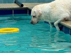 -趣玩宠物乐园寄养训犬训狗游泳池