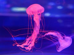 -上海海昌海洋公园