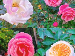 -广州市白云山风景名胜区