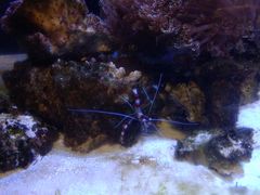 -芜湖新华联大白鲸海洋公园