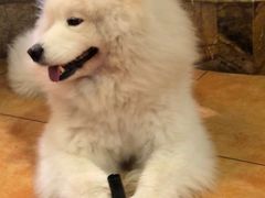 -more than meow吴止猫主题餐厅(承德 中船汇店)