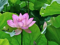 -荔湾湖公园