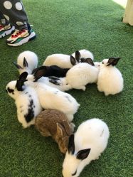 -萌宠亲子动物乐园(槐房万达店)