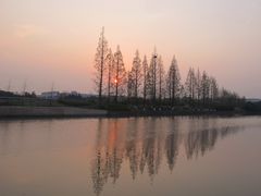 -高东镇樱花园