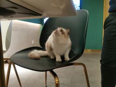 -飞行喵MR PILOT|猫舍·猫咖(静安大融城店)