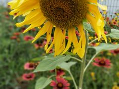 -金谷域澳洲庄园