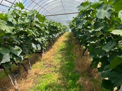 -马陆小张葡萄园农家乐