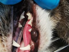 -伟伟宠物医院·CT影像中心·瑞派犬猫综合性门诊(汉口总院)