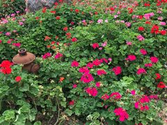 -松山湖梦幻百花洲