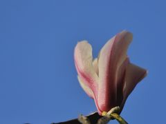 -上海吴淞炮台湾国家湿地公园