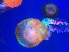 -海合安成都极地海洋公园