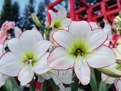 -深圳市中科院仙湖植物园
