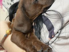 -北京观赏动物医院·24小时大型综合·猫专科·异宠专科