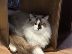 -豆逗聊愈猫阁Easy Life