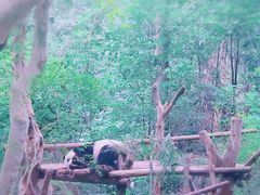 -成都大熊猫繁育研究基地
