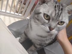 -藏猫猫咖啡主题馆(中央大道店)