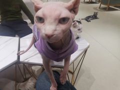 -藏猫猫咖啡主题馆(中央大道店)