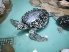 -重庆欢乐海底世界