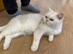 -1013 PET SHOP精品宠物商店(丁香店)