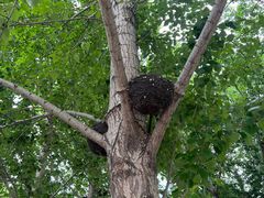 -长白岛森林公园