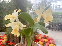 -北京植物园-展览温室