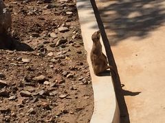 -石家庄市动物园