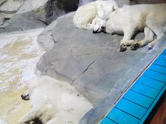 -海合安成都极地海洋公园