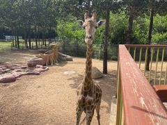 -大连森林动物园