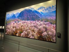 -罗红摄影艺术馆