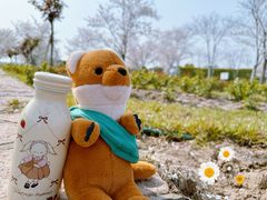 -顾村公园