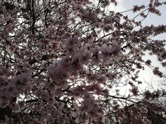 -桃花堤公园