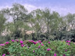 -洛阳市隋唐城遗址植物园