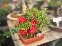 -合肥市裕丰花鸟虫鱼市场