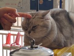 -平行世界·猫咖(首经贸店)