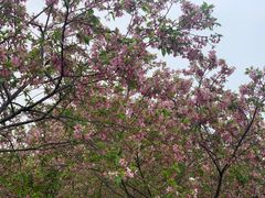 -天适樱花悠乐园