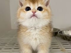 -lincat·猫舍(广州店)