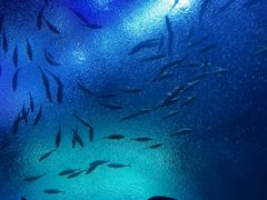 -珠海长隆海洋王国