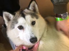 -Husky Go! 哈士奇体验馆·宠物咖啡厅狗咖