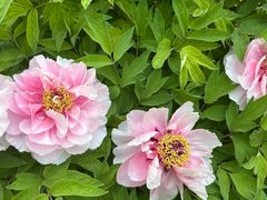 -洛阳市隋唐城遗址植物园