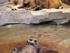 -正佳雨林生态植物园