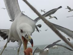 -海驴岛(荣成市)